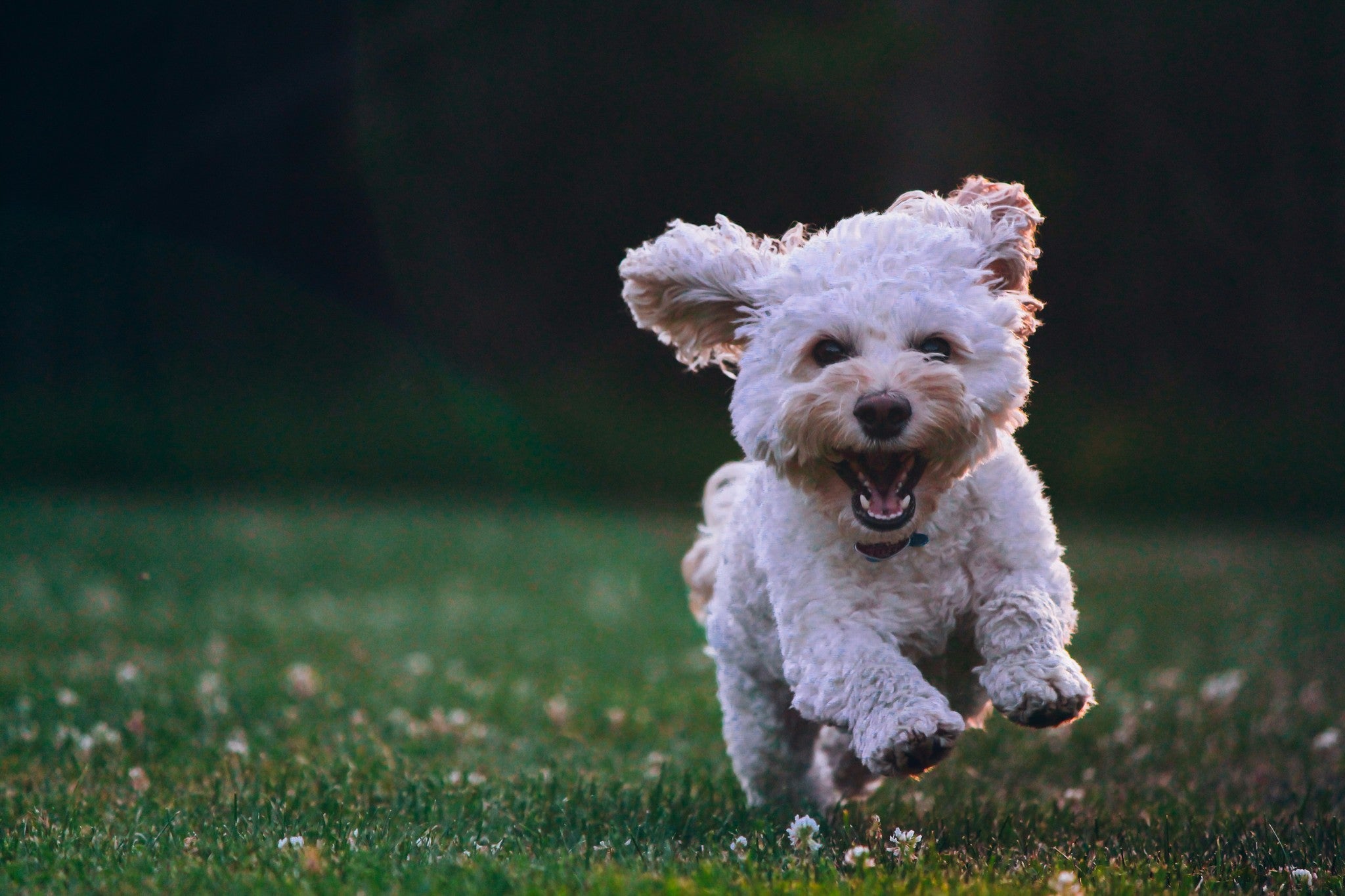 Premium Pet Supplies